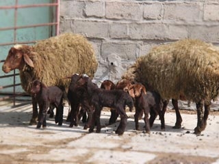 طرح-اصلاح-نژاد-گوسفند-افشاری-در-20-روستای-استان-زنجان-اجرا-می-شود-افزایش-توان-تولید-3-تا-4-بره-در-هر-زایش