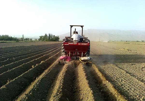 2400-هکتار-از-راضی-کشاورزی-طارم-به-کشت-سیب‌زمینی-اختصاص-می‌یابد