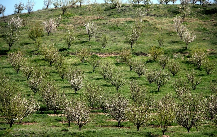 53-هزار-هکتار-از-باغات-استان-زنجان-بارور-است-کاهش-دما-باغات-استان-را-تهدید-میکند