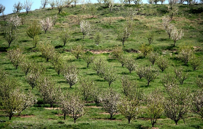 53-هزار-هکتار-از-باغات-استان-زنجان-بارور-است-کاهش-دما-باغات-استان-را-تهدید-می‌کند