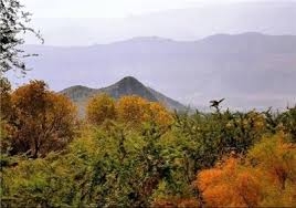 هیچ-مجوزی-برای-قطع-درختان-جنگلهای-طبیعی-استان-زنجان-صادر-نمیشود-با-قاچاق-چوب-در-استان-زنجان-برخورد-جدی-میشود