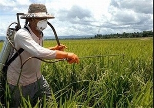 هشدار-به-کشاورزان-زنجانی-برای-انجام-به-موقع-عملیات-مبارزه-با-آفت-سن-پیشبینی-مبارزه-با-آفت-سن-در-سطح-125-هزار-هکتار-از-مزارع-استان