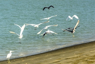 پرندگان-مهاجر-در-سواحل-مکران-+-تصاویر