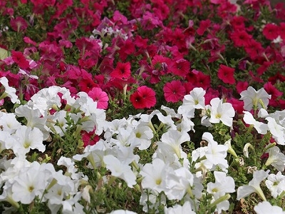 گلهای-اردیبهشتی-«ارم»-شیراز