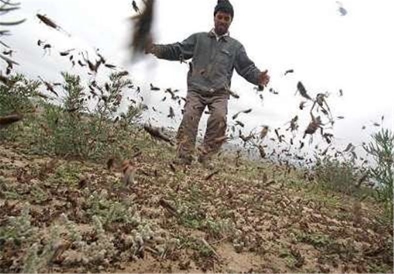 هجوم-ملخ‌ها-به-باغات-و-محصولات-کشاورزی-شهرستان-طارم-جهاد-کشاورزی-توان-تامین-سموم-مورد-نیاز-همه-کشاورزان-را-ندارد-