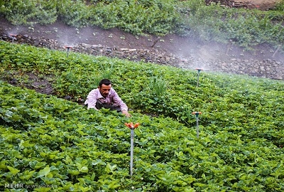 عکس-برداشت-توت-فرنگی-در-کردستان