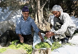 سالانه-90-تن-زيتون-پرورده-از-گیلوان-صادر-میشود-قطب-تولید-زیتون-پرورده-در-مسیر-اقتصاد-مقاومتی