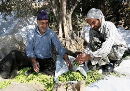 سالانه-90-تن-زيتون-پرورده-از-گیلوان-صادر-می‌شود-قطب-تولید-زیتون-پرورده-در-مسیر-اقتصاد-مقاومتی