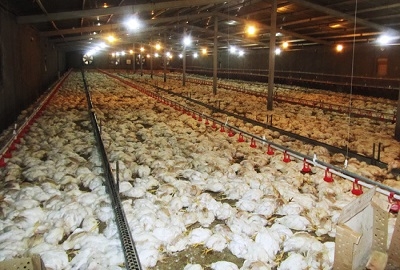 رهاسازی-لاشه-مرغهای-تلف-شده-در-شهرستانهای-استان-زنجان-دستور-معدوم-سازی-از-طرف-دامپزشکی-صادر-شد