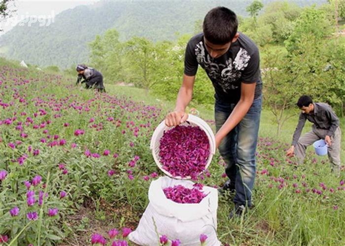 کشت-گیاهان-دارویی-در-25-هکتار-از-اراضی-کشاورزی-زنجان-استان-زنجان-نیازمند-واحد-صنعتی-فراوری-گیاهان-دارویی-است