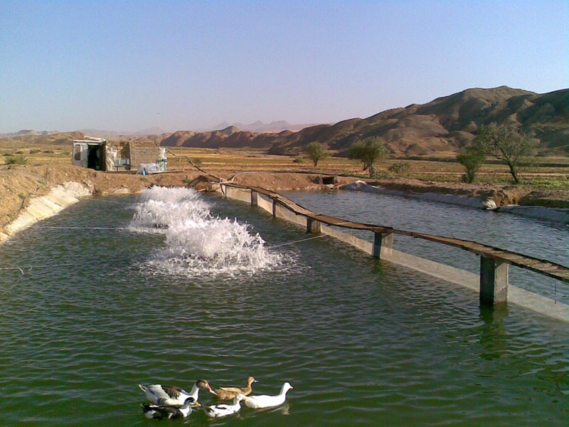 تدوین-استاندارد-ماهی-سالم-توسط-شیلات-استان-زنجان-برای-نخستین-بار-در-کشور-معرفی-ماهی-تولیدی-استان-زنجان-به-عنوان-ماهی-سبز