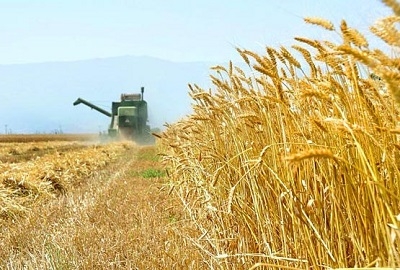پیشبینی-خرید-۱۰-میلیون-تن-گندم-از-کشاورزان-تا-پایان-امسال-۴۰۰-هزار-تن-به-ظرفیت-ذخیرهسازی-اضافه-میشود
