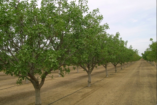 جایگزینی-کشت-پسته-با-هندوانه-در-دشت-رجعین-توسعه-بیش-از-8-هکتاری-پسته-طی-سال-جاری-در-دشت-رجعین-زنجان