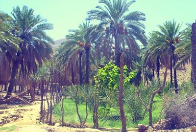 روستای-زیارت-در-فصل-خرما-پزان-تصاویر