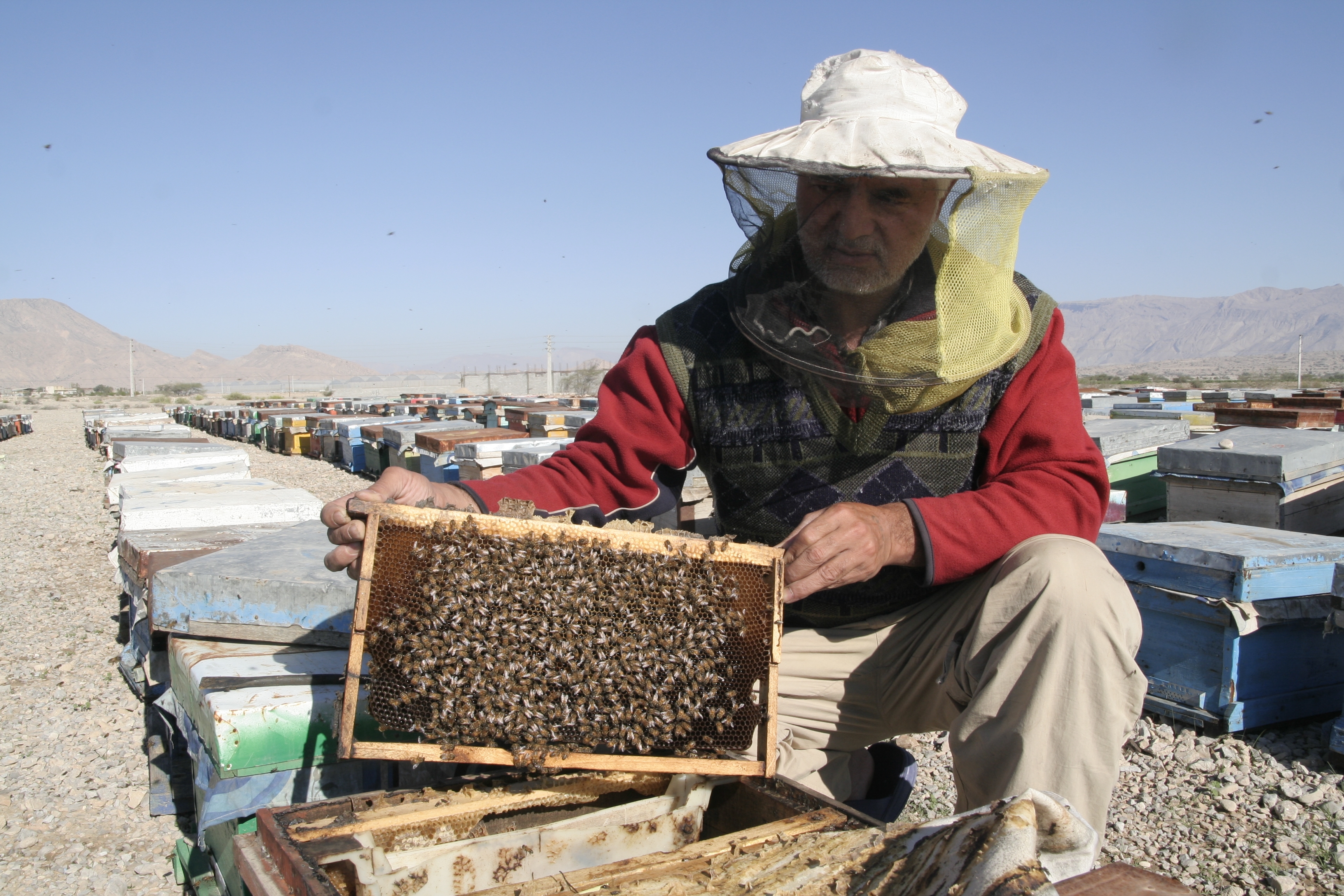 تولید-متوسط-سالانه-حدود-40-تن-عسل-در-ایجرود-270-زنبوردار-در-ایجرود-در-پرورش-زنبور-عسل-فعالیت-می‌کنند