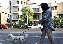 افزایش-روز-افزون-سگ-گردانی-در-شهر-زنجان-سگ-گردانی-تهدیدی-علیه-بهداشت-عمومی