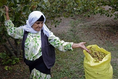 برداشت-فندق-در-رودبار-گیلان‎-تصاویر