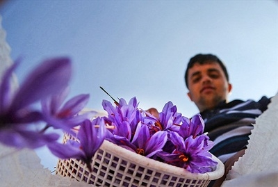 برداشت-زعفران-در-خراسان-شمالی-تصاویر