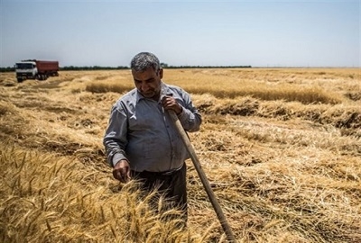 بیتوجهی-دولت-در-اعلام-قیمت-تضمینی،-کشاورزان-را-سردرگم-کرده-است-مصرف-7-برابری-گندم-در-ایران-نسبت-به-متوسط-جهانی