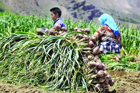 -1800-هکتار-از-اراضی-شهرستان-طارم-در-استان-زنجان-به-زیر-کشت-سیر-رفت-زنجان-از-نظر-سطح-و-تولید-دومین-استان-تولید-کننده-سیر-در-کشور-است-