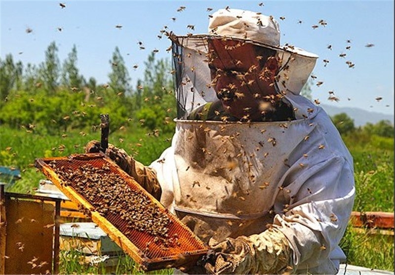 افزایش-61-درصدی-تولید-عسل-در-استان-زنجان-2170-زنبوردار-در-استان-زنجان-فعالیت-می‌کنند