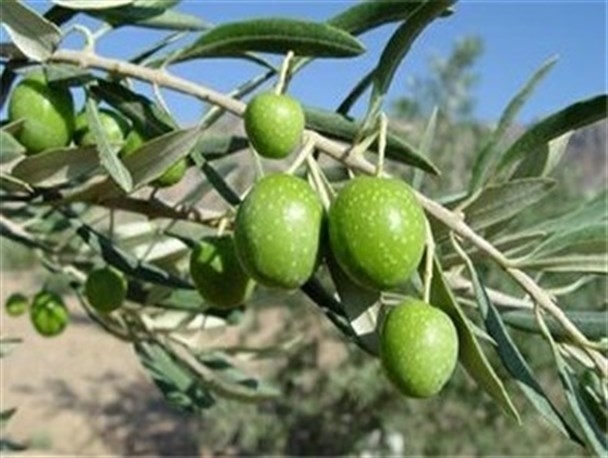 کیفیت-بالای-زیتون-طارم-زمینه-افزایش-صادرات-را-فراهم-میکند