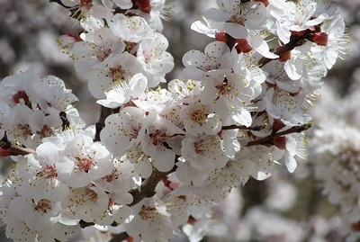 شکوفه-ها-در-ماه-نشان-بهاری-شدند+-تصاویر