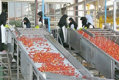 ظرفیتهای-صنایع-تبدیلی-در-استان-زنجان-به-711-هزار-تن-رسید-سیستمهای-نوین-در-7500-هکتار-اجرا-شده-است