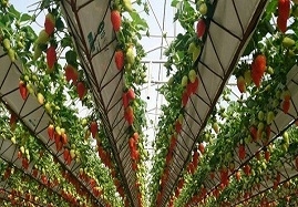 درخشش-توت-فرنگی-کاران-زنجانی-با-تولید-17.5-کیلو-در-هر-مترمربع-افزایش-قیمت-مواد-اولیه-مشکل-جدید-توت-فرنگی-کاران-زنجان