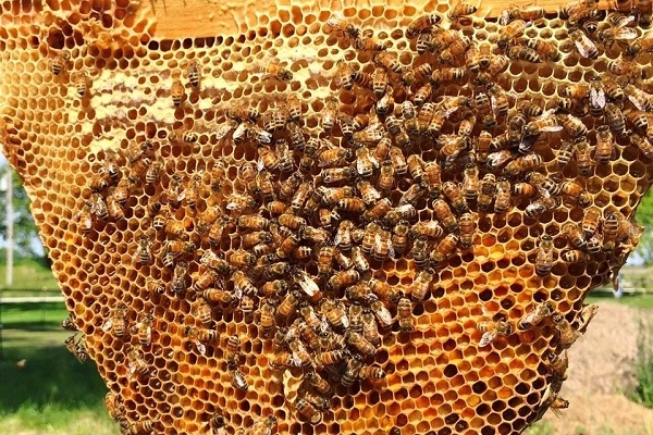 تولید-بيش-از-21-تن-انواع-فرآوردههای-زنبور-عسل-در-استان-زنجان
