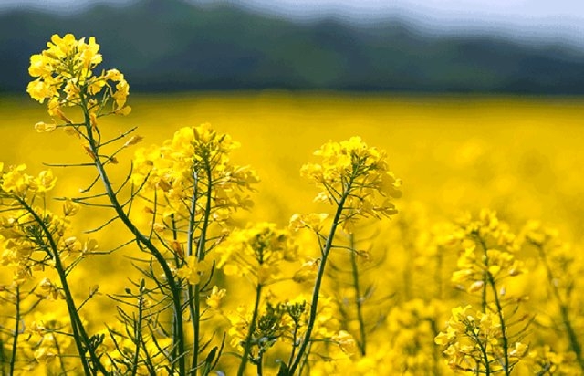 توسعه-کشت-دانههای-روغنی-در-استان-برای-مقابله-با-کم-آبی-دو-مجتمع-گلخانه-ای-در-ابهر-و-خدابنده-ایجاد-میشود
