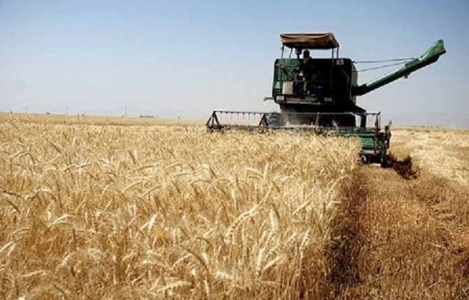 زنجان-در-بین-10-استان-برتر-تولیدکننده-گندم-کشور-قرار-گرفت