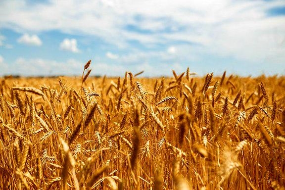توسعه-کشت-ارقام-گندم-و-لوبیای-کم-آببر-در-استان-زنجان