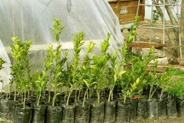بیش-از-200-هزار-اصله-نهال-در-سطح-استان-زنجان-توزیع-میشود