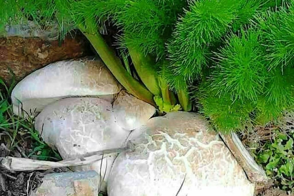هشدار-درباره-خطر-مصرف-قارچهای-سمی(وحشی)-تشخیص-سمی-بودن-قارچ-تنها-از-طریق-آزمایشگاه-امکانپذیر-است
