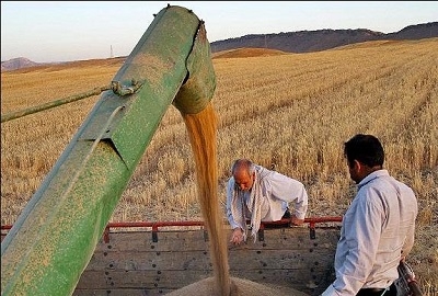 تاخیر-در-پرداخت-مطالبات-گندمکاران-پای-دلالان-را-به-بازار-گندم-باز-می‌کند-دست-دلالان-باید-از-بازار-گندم-کوتاه-شود