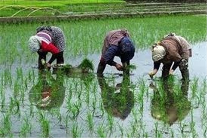 2500-تن-برنج-سفید-در-شهرستان-طارم-برداشت-میشود