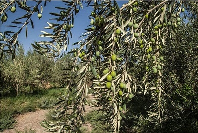 واردات-روغن-زیتون-از-ترکیه-ضعف-صنعت-بسته-بندی-زیتون-در-طارم-دسترنج-زیتون-کاران-به-جیب-دلالان-میرود