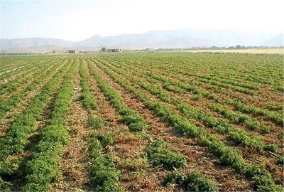 احداث-نخستین-کلکسیون-گیاهان-دارویی-در-شهرستان-ابهر-20-گونه-گیاهان-دارویی-در-ابهر-کشت-میشود