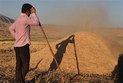 خرید-بیش-از-400-هزارتن-گندم-در-استان-زنجان-50-درصد-مطالبات-گندم‌کاران-استان-پرداخت-شد