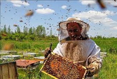 2500-نفر-به-صورت-مستقیم-در-زنبورستان‌های-استان-زنجان-مشغول-به-کار-هستند