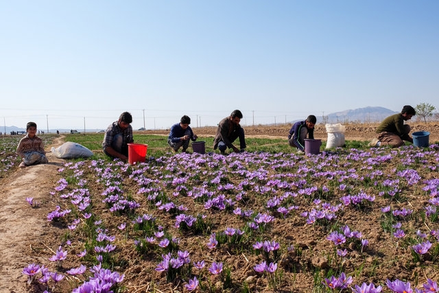 توسعه-کشت-گیاهان-کم-آببر-در-دستور-کار-جهاد-کشاورزی-زنجان-است-پیشبینی-برداشت-60-کیلوگرم-زعفران-در-استان-زنجان