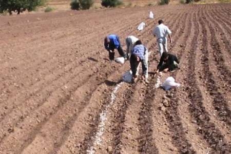 آغاز-عملیات-کاشت-سیر-در-طارم-کشت-سیر-در-1800-هکتار-از-اراضی-کشاورزی-استان-زنجان
