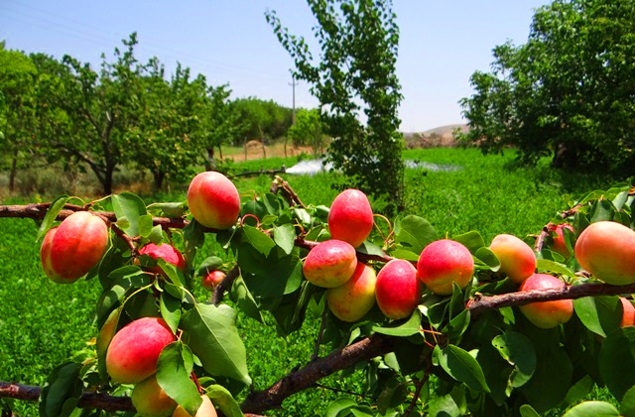 درآمد-98-میلیارد-تومانی-کشاورزان-از-فروش-محصولات-باغی-در-ماهنشان-