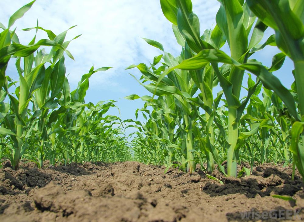 آبرسانی-برای-4-مجتمع-گلخانهای-در-استان-زنجان-احداث-گلخانه-با-تخصیص-آب-جدید-در-اراضی-دیم-و-ملی-استان-ممنوع-است