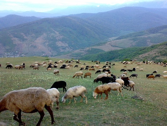 دامهای-موجود-در-استان-زنجان-2-برابر-ظرفیت-مراتع-است