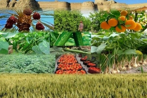 تمدید-مهلت-بیمه-محصولات-زراعی-و-باغی-تا-پایان-دیماه