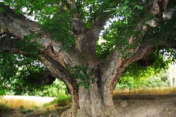 درخت-400-ساله-زنجان-در-انتظار-ثبت-در-آثار-طبیعی-کشور