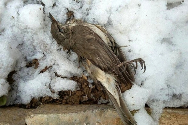 علت-مرگ-پرندگان-آزاد-پرواز-در-زنجان-بررسی-شد-هیچ-بیماری-در-مرغداری‌ها-وجود-ندارد