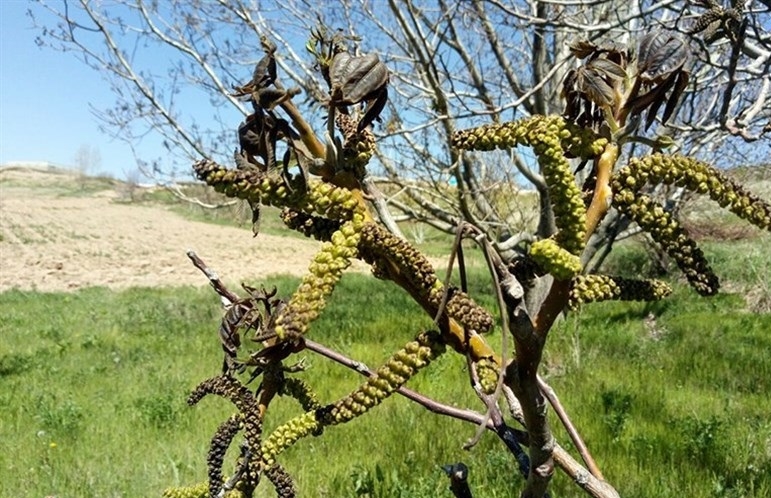 سرمازدگی-48-هزار-تن-از-محصولات-باغی-استان-زنجان-را-از-بین-برد